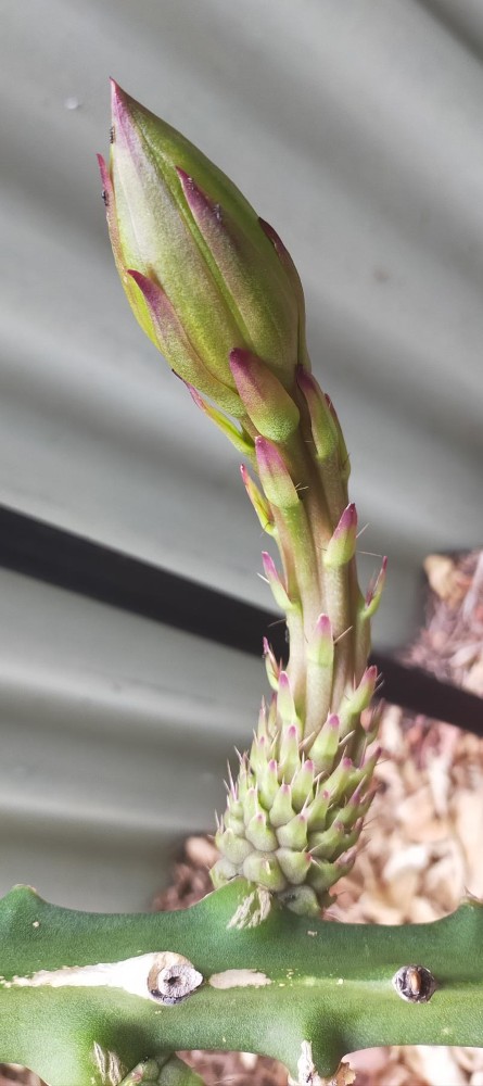 Buds about to open